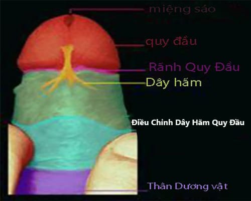day ham quy dau