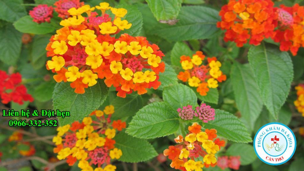cay-tram-oi-giup-giam-dau-hong