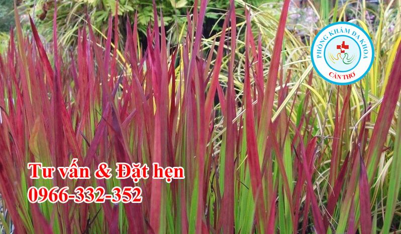 Những Bài Thuốc Quý Từ Rễ Cỏ Tranh