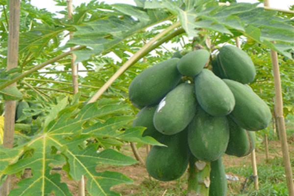 đu đủ xanh trị bệnh trĩ