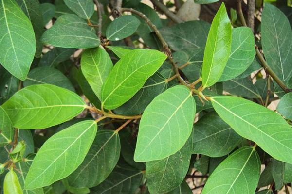 Lá cây sung chữa bệnh trĩ