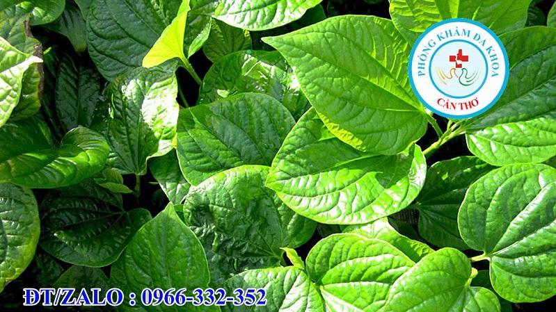 Lá Lốt Và Một Số Bài Thuốc Chữa Bệnh Từ Lá Lốt