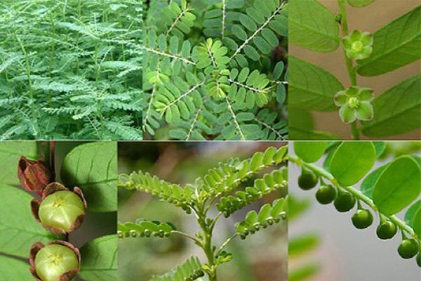 phá thai bằng cây chó đẻ