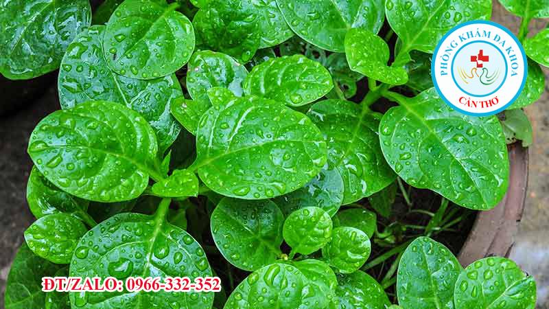 Rau mồng tơi và những cách chữa bệnh đơn giản | Đa khoa Gia Phước