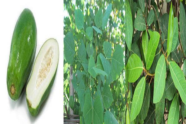 Thuốc Dân Gian Trị Bệnh Trĩ như thế nào?