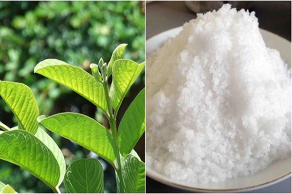 Chữa hôi nách bằng lá ổi kết hợp với muối