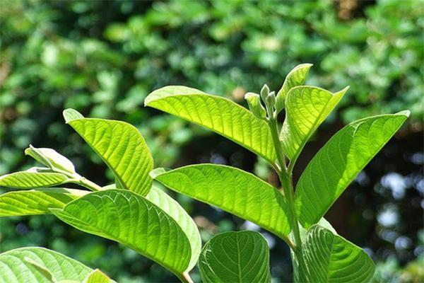 Lá ổi chữa bệnh hôi nách