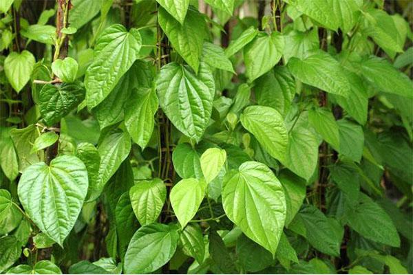 Lá trầu không chữa bệnh hôi nách