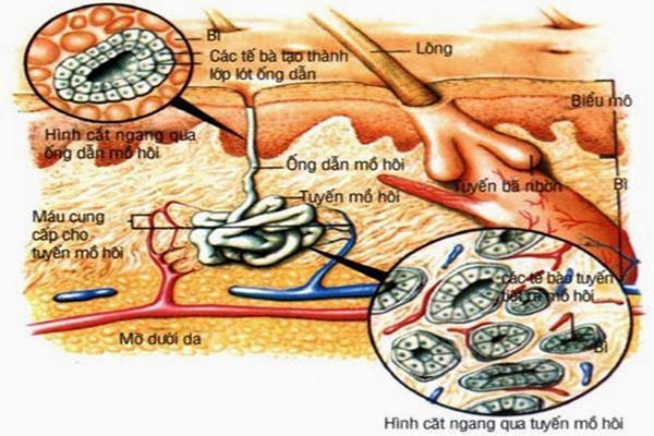Tuyến mồ hôi lớn là nguyên nhân chính gây hôi nách