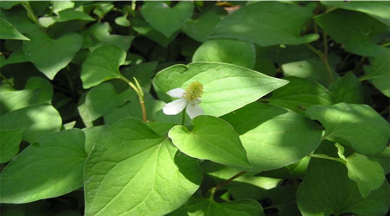 Rau diếp cá trị bệnh trĩ