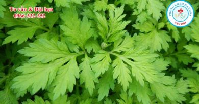 ngai-cuu-vi-thuoc-dan-gian