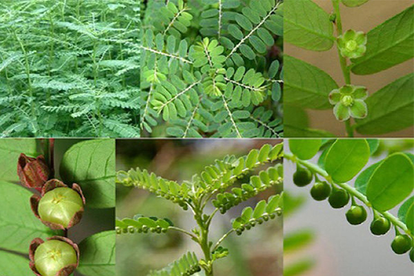 phá thai bằng cây chó đẻ