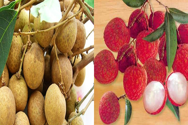 phá thai bằng nhãn và vải