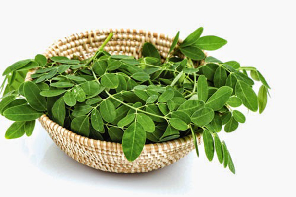 phá thai bằng rau chùm ngây