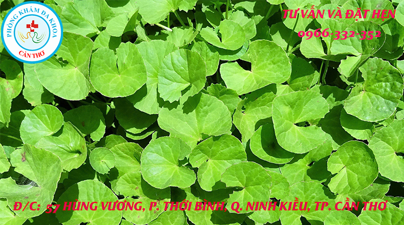 phá thai bằng rau má