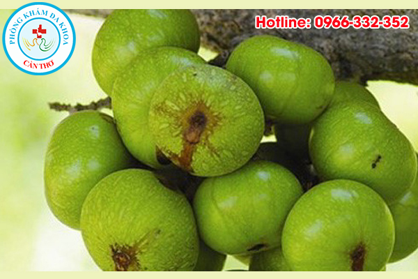 quả sung có rất nhiều công dụng chữa bệnh